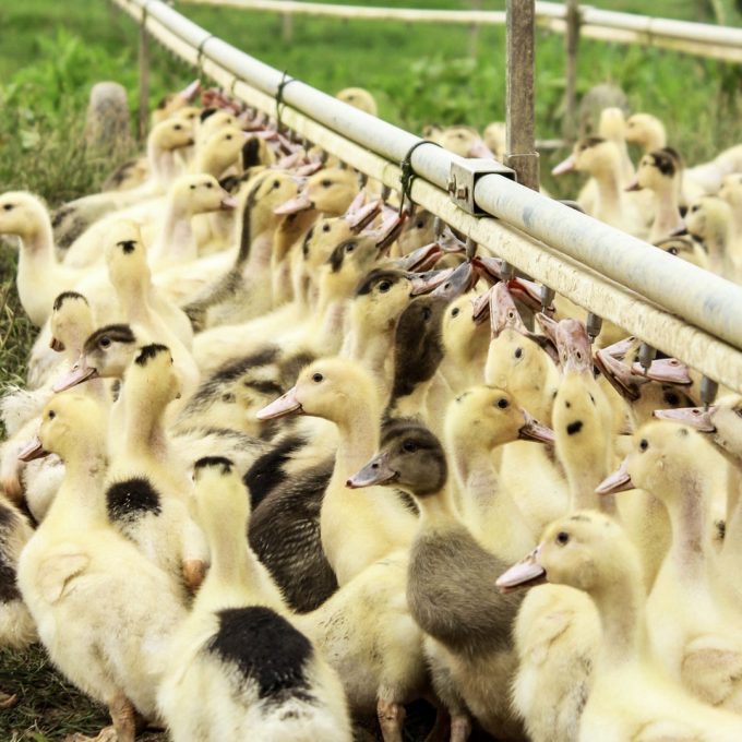 Journées du Patrimoine 2026 : les producteurs de Foie Gras ouvrent leurs portes aux scolaires et au public du 18 au 19 septembre